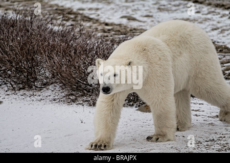 Neugierig Eisbär nah begegnen, wie Spaziergänge in der Nähe von Menschen tragen in Churchill Manitoba Kanada Stockfoto