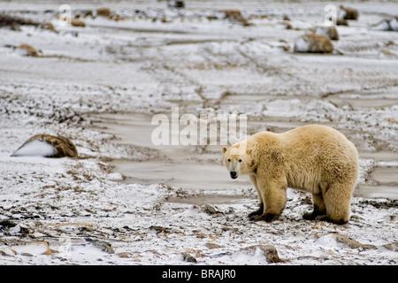 Neugierig Eisbär nah begegnen, wie Spaziergänge in der Nähe von Menschen tragen in Churchill Manitoba Kanada Stockfoto