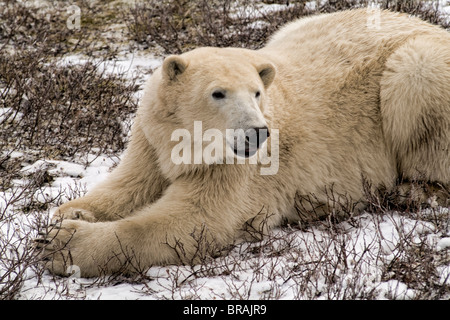 Neugierig Eisbär nah begegnen, wie Spaziergänge in der Nähe von Menschen tragen in Churchill Manitoba Kanada Stockfoto