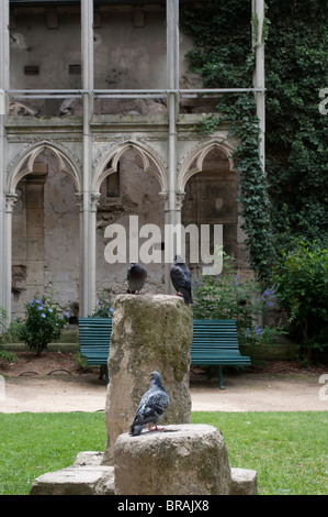 Tauben, kleinen Park neben der Kirche St-Germain-des-Pres, Paris, Frankreich Stockfoto