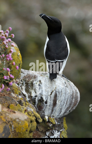 Tordalk (Alca Torda) ruht auf Sims in Felswand bei Fowlsheugh RSPB Reserve, Schottland, UK Stockfoto