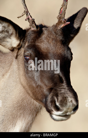 Woodland Caribou Young Buck ab, seine samt, Stone Mountain Provincial Park, Britisch-Kolumbien, Kanada zu vergießen Stockfoto