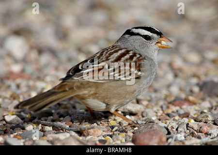 Weiß – Crowned Sparrow (Zonotrichia Leucophrys), Caballo Lake State Park, New Mexico, Vereinigte Staaten von Amerika, Nordamerika Stockfoto