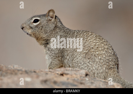 Rock Eichhörnchen (Spermophilus Variegatus), Stadt von Felsen State Park, New Mexico, Vereinigte Staaten von Amerika, Nordamerika Stockfoto