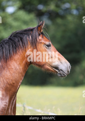 Leiter der schönen Bucht Welsh Cob Stockfoto