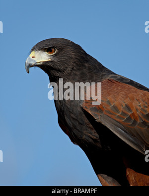 Harris Hawk (Parabuteo Unicinctus) in Gefangenschaft, Arizona-Sonora Desert Museum, Tucson, Arizona, Vereinigte Staaten von Amerika Stockfoto