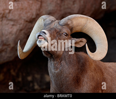 Wüste Bighorn Sheep Ram in Gefangenschaft ausstellenden Flehmen Antwort, Arizona-Sonora Desert Museum, Tucson, Arizona, USA Stockfoto