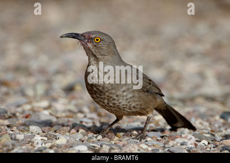Kurve-billed Thrasher (Toxostoma Curvirostre), Caballo Lake State Park, New Mexico, Vereinigte Staaten von Amerika, Nordamerika Stockfoto