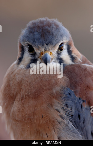 American Kestrel (Sperber) (Falco Sparverius) in Gefangenschaft, Arizona-Sonora Desert Museum, Tucson, Arizona, USA Stockfoto