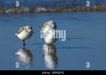 Sanderlinge (Calidris Alba / Crocethia Alba / Erolia Alba) im Winterkleid am Strand entlang der Nordseeküste Stockfoto