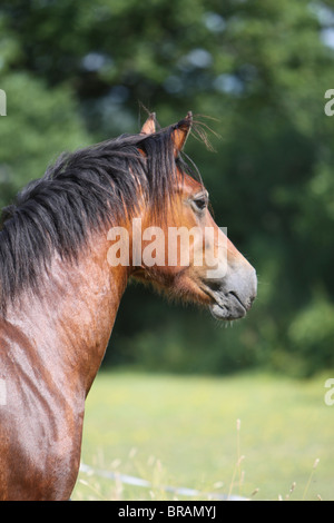 Leiter der schönen Bucht Welsh Cob Stockfoto