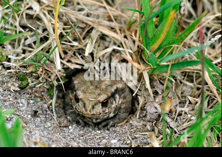 Juvenile gemeinsame europäische Kröte (Bufo Bufo) versteckt in Feld Cricket Fuchsbau (Gryllus Campestris) Stockfoto