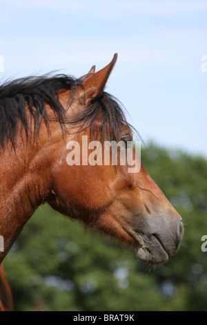 Leiter der schönen Bucht Welsh Cob Stockfoto