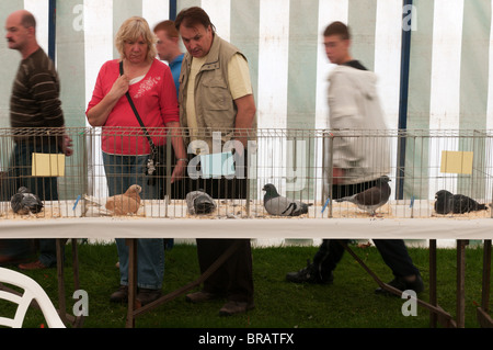 Betrachtet man die Vögel in der Beurteilung Zelt am Sandringham Spiel und Country Fair Taubenzüchter Stockfoto