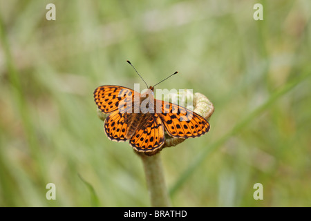 Pearl-umrandeten Fritillary, Boloria euphrosyne Stockfoto