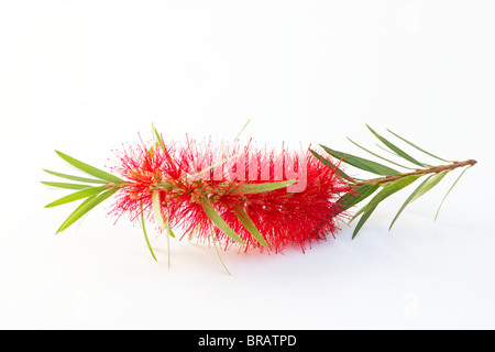 Rote Bottlebrush Blüte (Zylinderputzer Viminalis) Stockfoto