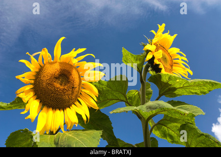 Sonnenblumen in eine Sonnenblume flied Stockfoto