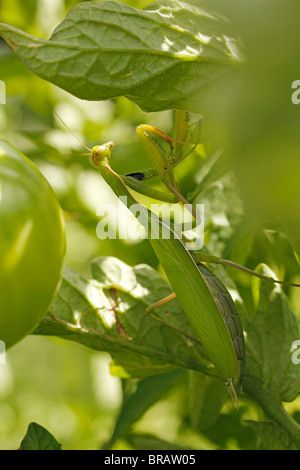 Gottesanbeterin in eine Tomatenpflanze. Stockfoto