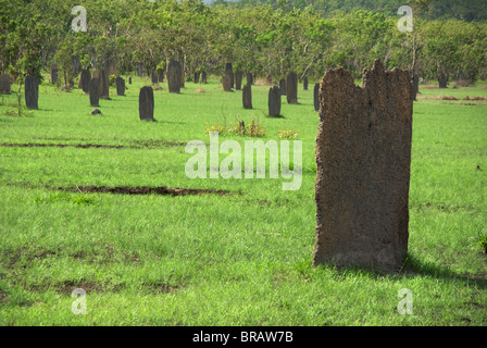 Nord-Süd ausgerichtet Magnetic Termite Mounds gemacht durch die Termite Amitermes Meridionalis in Litchfield National Park, Australien. Stockfoto