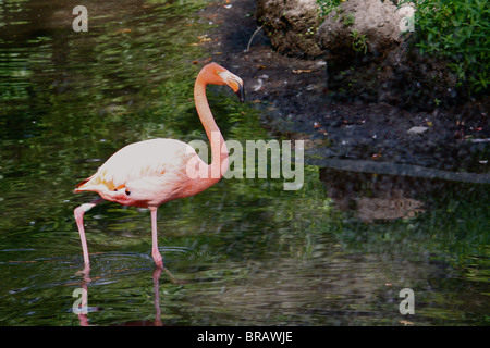 Flamingo zu Fuß durch das Wasser mit Felsen im Hintergrund. Stockfoto