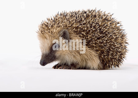 Europäischer Igel (Erinaceus europaeus). Junge, gesehen - auf. Studio Bild auf weißem Hintergrund Stockfoto