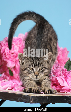 Tabby Kitten - dehnen sich Stockfoto
