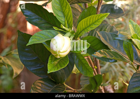 Nahaufnahme von Gardenia Pflanze (Gardenia Jasminoides) in voller Blüte Stockfoto