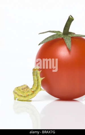 Kleine grüne Raupe auf Cherry-Tomate Klettern versucht; Kohl Motte Larve (Mamestra Brassicae) Stockfoto