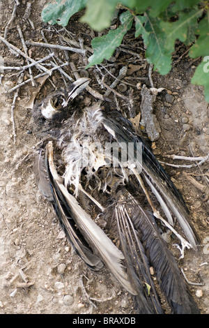 Tote Black-billed Magpie - Cheyenne Mountain State Park - Colorado Springs, Colorado USA Stockfoto