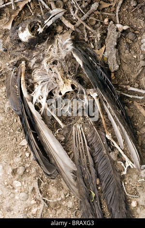 Tote Black-billed Magpie - Cheyenne Mountain State Park - Colorado Springs, Colorado USA Stockfoto