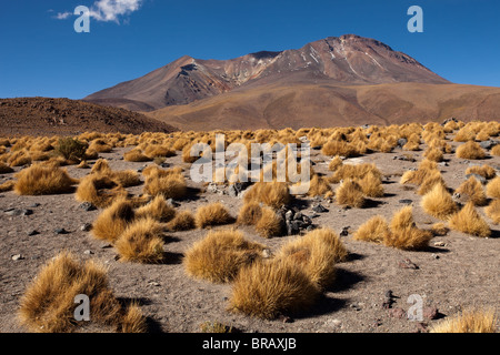 Eduardo Avaroa Nationalpark-Tour: Hedionda Lagune Stockfoto