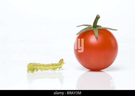 Raupe kriecht in Richtung Cherry-Tomate; Kohl Motte Larve (Mamestra Brassicae) Stockfoto