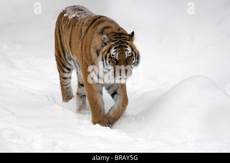 Sibirischer Tiger im Schnee-2008 Stockfoto