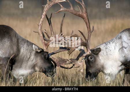 Woodland Caribou-Rangifer Tarandus Caribou-Yukon-2008 Stockfoto