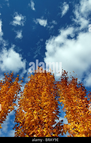 Herbst Ahornbäume vor blauem Himmel in Quebec Stockfoto