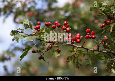 natürliche Waldbeeren auf den gemeinsamen Weißdorn Crataegus Monogyna Baum in Großbritannien Irland Stockfoto