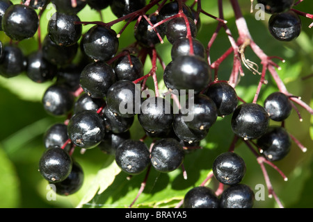 Reife natürliche elder Waldbeeren Sambucus Nigra in Großbritannien Irland Stockfoto