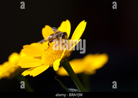 Schweben Fliegen auf gelbem Mais Ringelblume Glebionis segetum, Blume, Fütterung auf Nektar im Sommer in einem Wildlife Garden in Lincoln, Lincolnshire Stockfoto