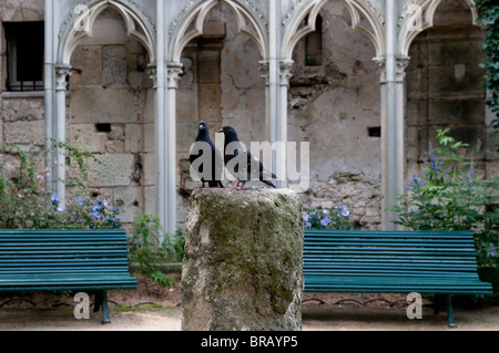 Tauben, kleinen Park neben der Kirche St-Germain-des-Pres, Paris, Frankreich Stockfoto