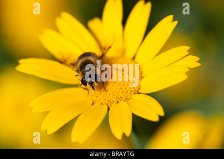 Schweben fliegen auf gelbem Mais Ringelblume Glebionis segetum, Blüte, im Sommer Stockfoto