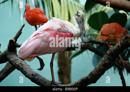 Rosige Löffler stehend auf einem Ast mit einem Bein, mit orange Vögel hinter ihm auf Zweigen. Stockfoto