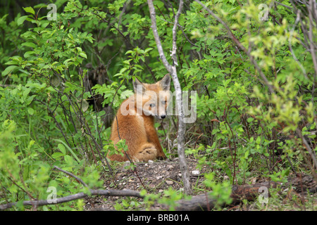 Rotfuchs Vulpes Vulpes Cub mit Blickkontakt seiner Höhle in einem Wald mit Blick auf seine Schulter sitzen Stockfoto