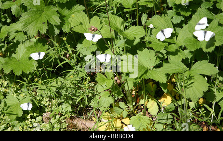 7 kleine weiße (Pieris Rapae) Schmetterlinge auf Laub Stockfoto