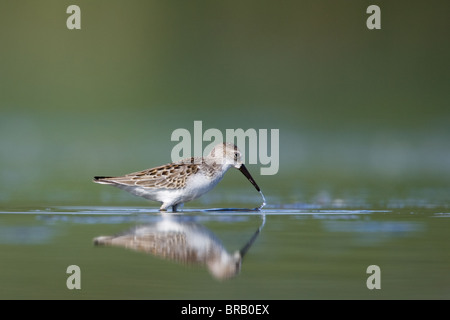 Westlichen Sandpiper Fütterung im seichten Wasser Stockfoto