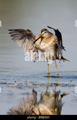 Kurzer gewollt Dowitcher mit den Flügeln im seichten Wasser Stockfoto