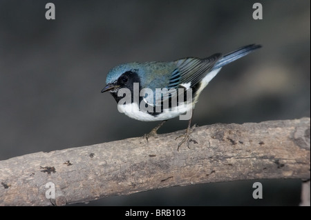 Erwachsene männliche Black-throated blaue Grasmücke in Zucht Gefieder thront auf einem Ast Stockfoto