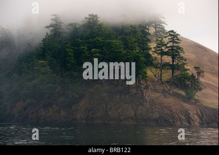 Ein Nebel gehüllt Insel in der San Juan Insel-Kette von Washington State, USA. Stockfoto