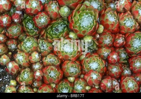 Spinnennetz Hauswurz, Sempervivum Arachnoideum, Nationalpark Gran Paradiso, Italien Stockfoto