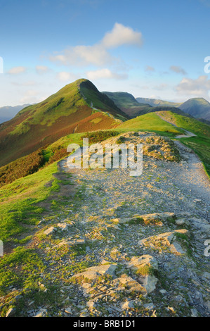 Katze-Glocken im Sommer, englischen Lake District Stockfoto