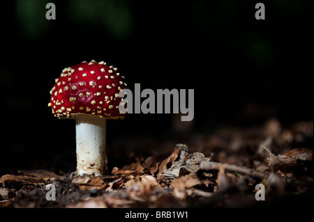 Amanita muscaria, Agaric Pilzzucht in einem englischen Wald fliegen. Stockfoto